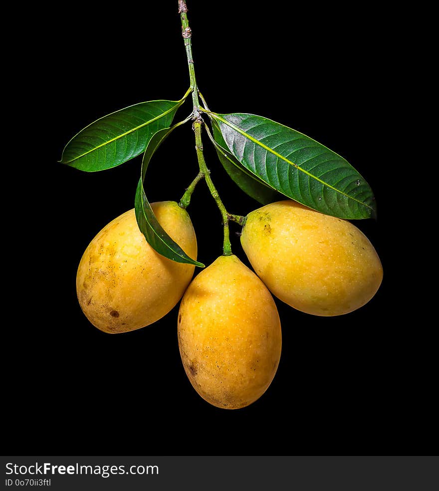 Marian plum isolated on black background. Marian plum isolated on black background