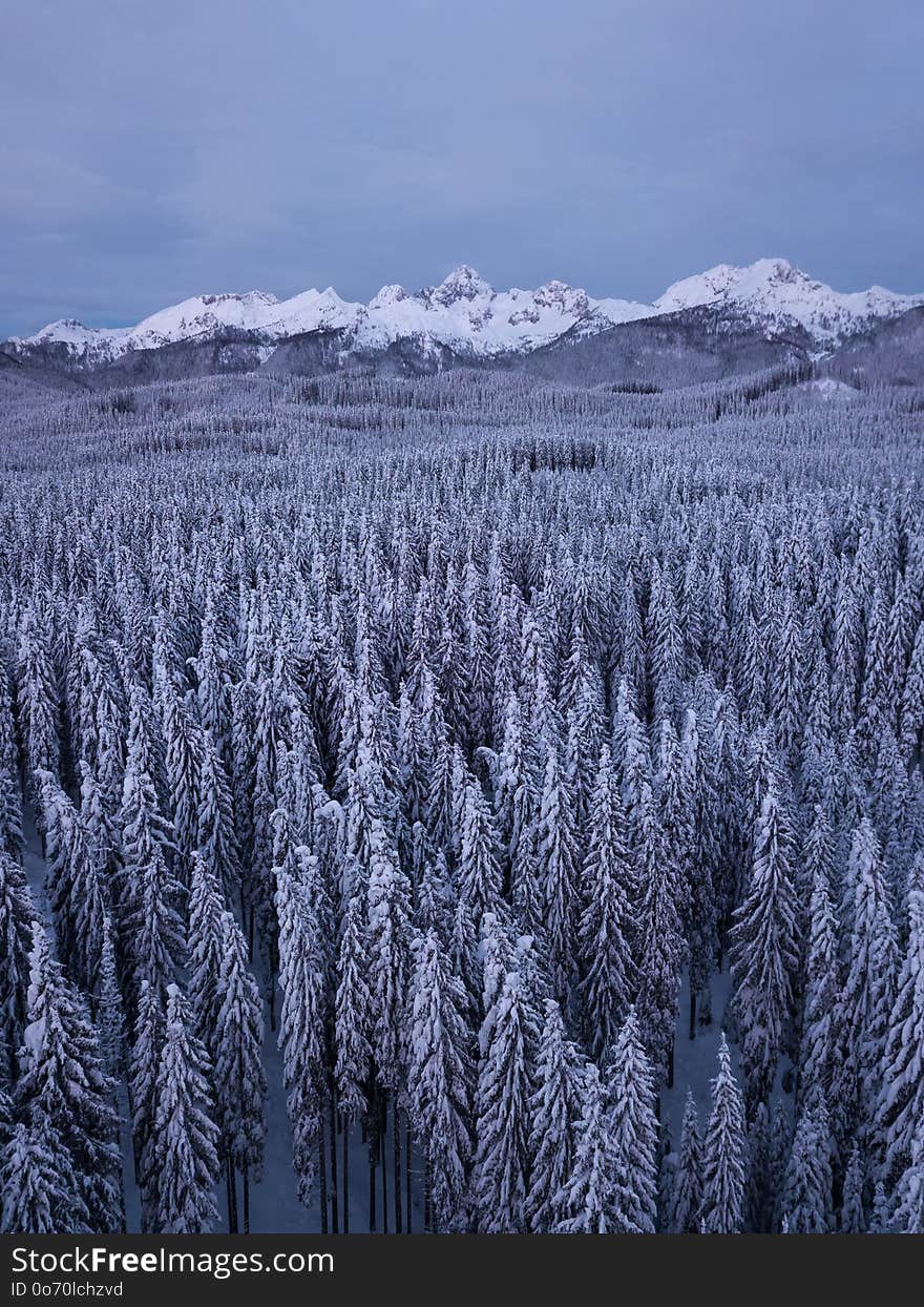 Snow covered winter forest landscape aerial view with pines and mountains in the background. Cold morning sunrise with alpenglow. Snow covered winter forest landscape aerial view with pines and mountains in the background. Cold morning sunrise with alpenglow.