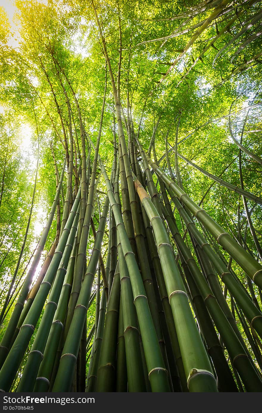 Nature Green Bamboo Tree On Sunlight Background