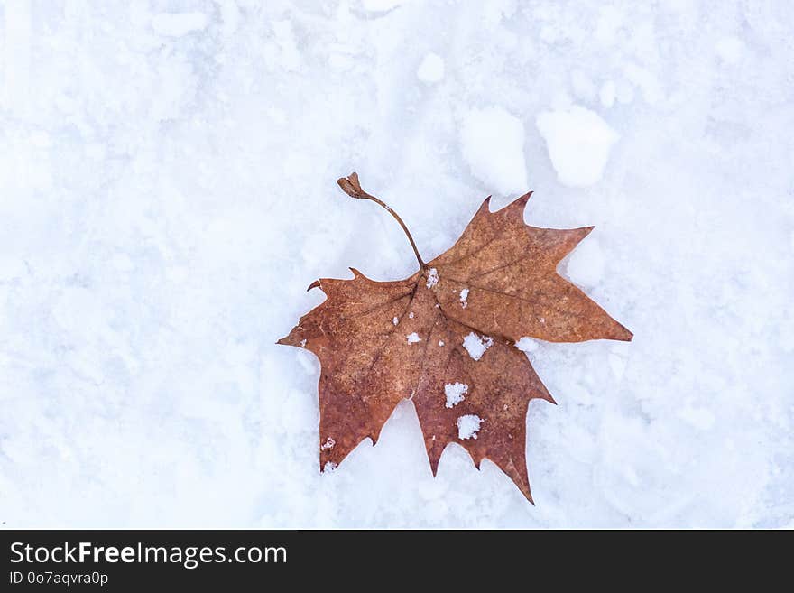 Brown dry fallen maple leaf on white snow background in nature. Cold weather and winter and season change concept. Close up. Natural background image