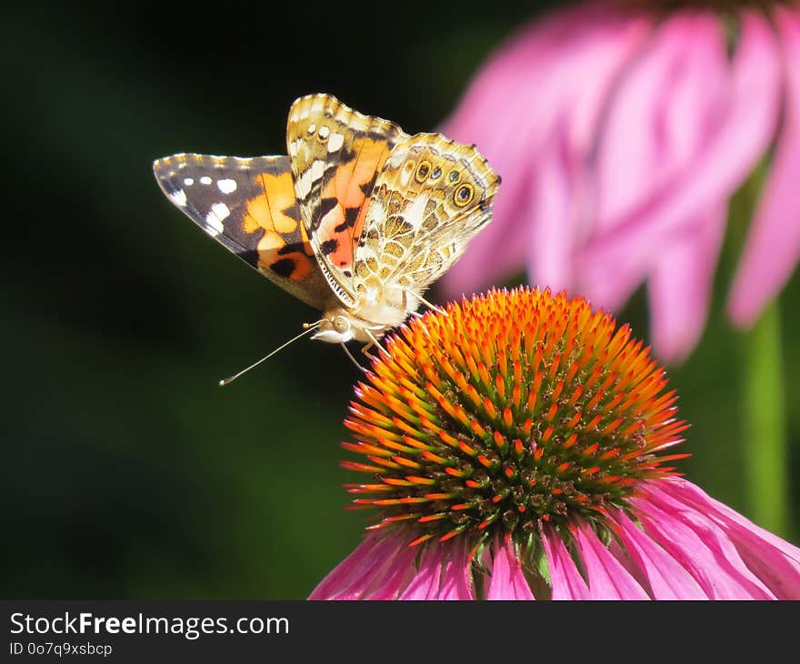 Butterfly, Insect, Nectar, Moths And Butterflies