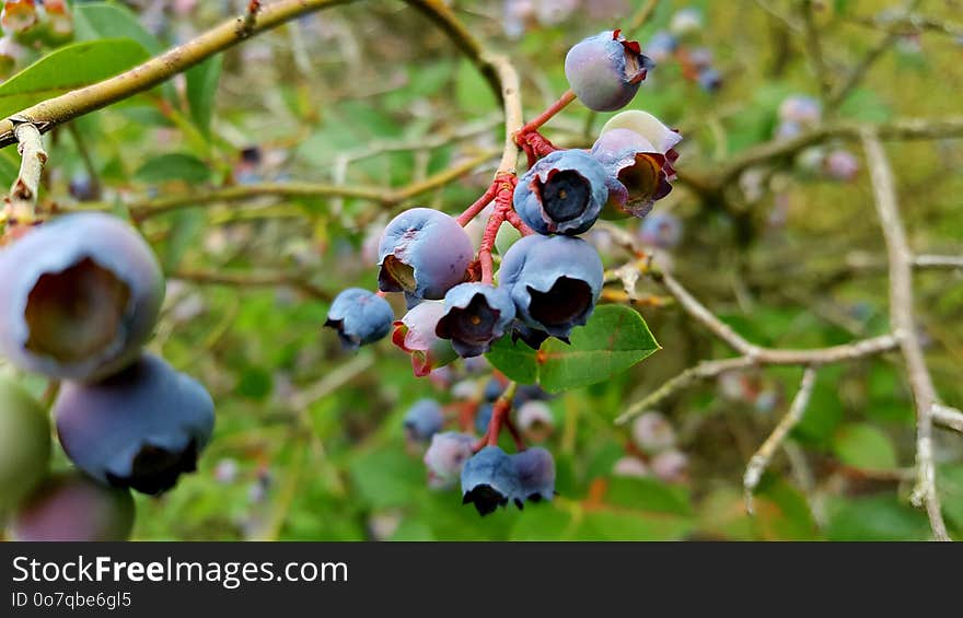 Blueberry, Berry, Plant, Bilberry