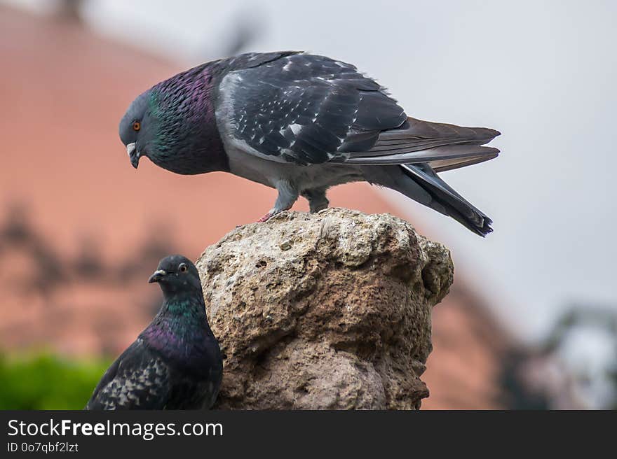 Bird, Fauna, Beak, Pigeons And Doves