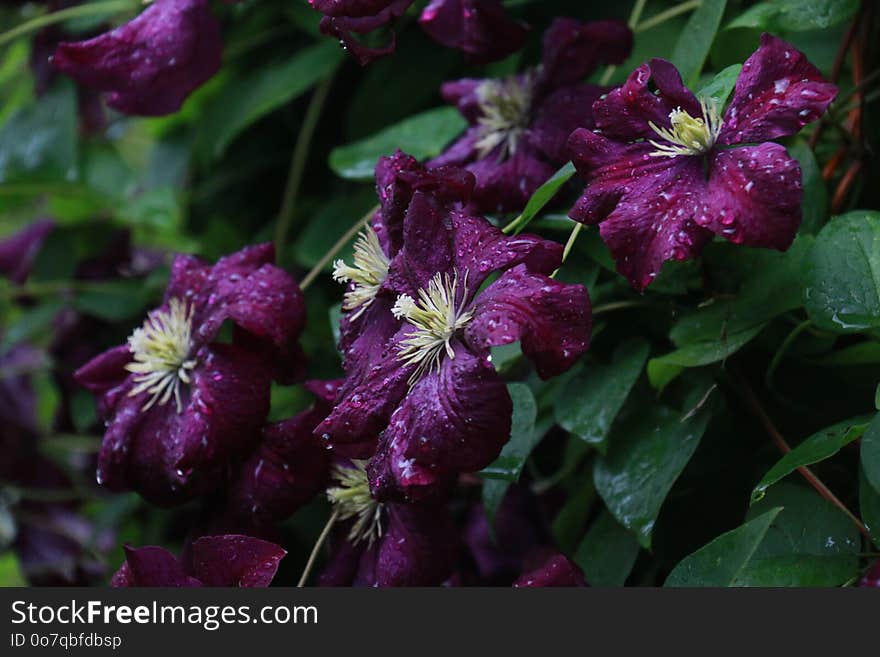 Flower, Plant, Flora, Purple