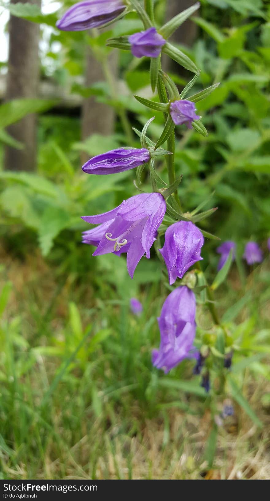 Plant, Flora, Flower, Bellflower Family