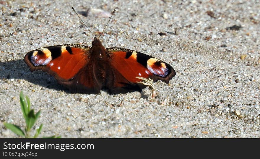 Moths And Butterflies, Butterfly, Insect, Invertebrate