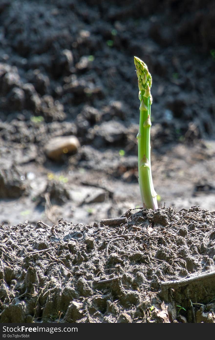 Flora, Plant, Soil, Grass