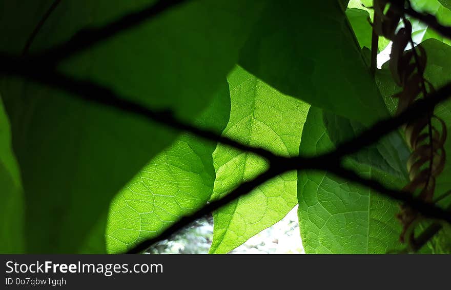 Leaf, Green, Vegetation, Branch