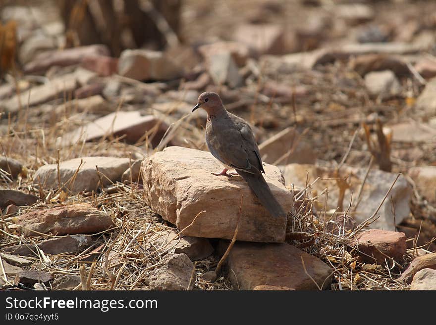 Bird, Fauna, Beak, Lark