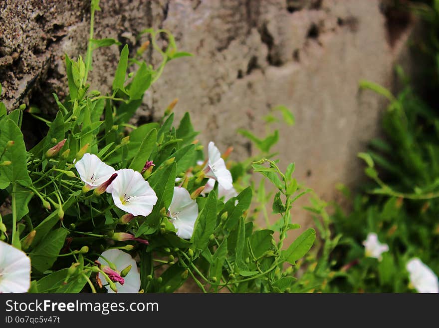 Flower, Plant, Flora, Flowering Plant