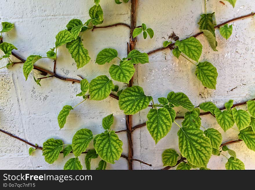 Plant, Leaf, Herb, Ivy