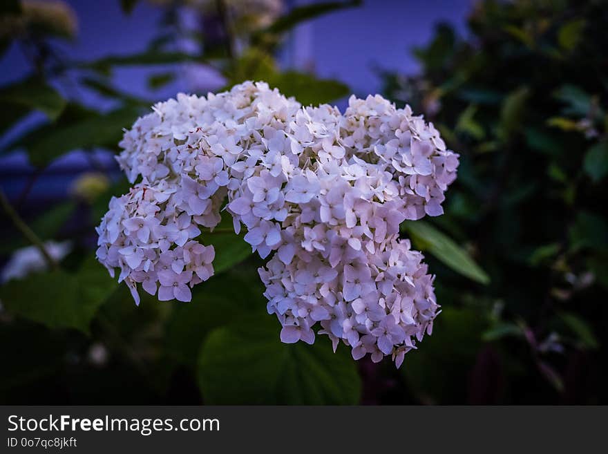 Flower, Plant, Hydrangea, Flora