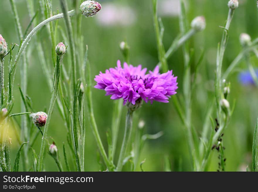 Chives, Flower, Grass, Plant