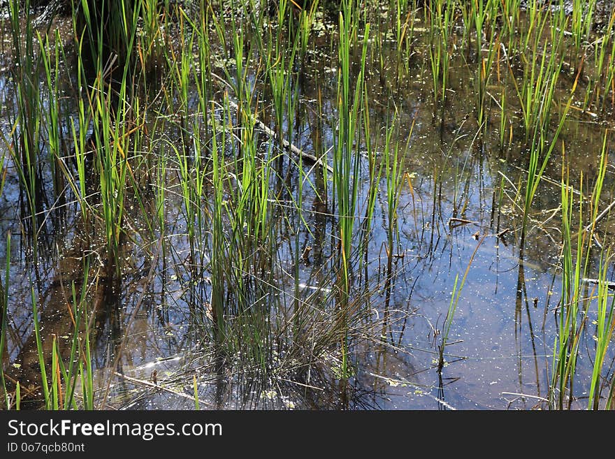 Water, Vegetation, Wetland, Grass Family