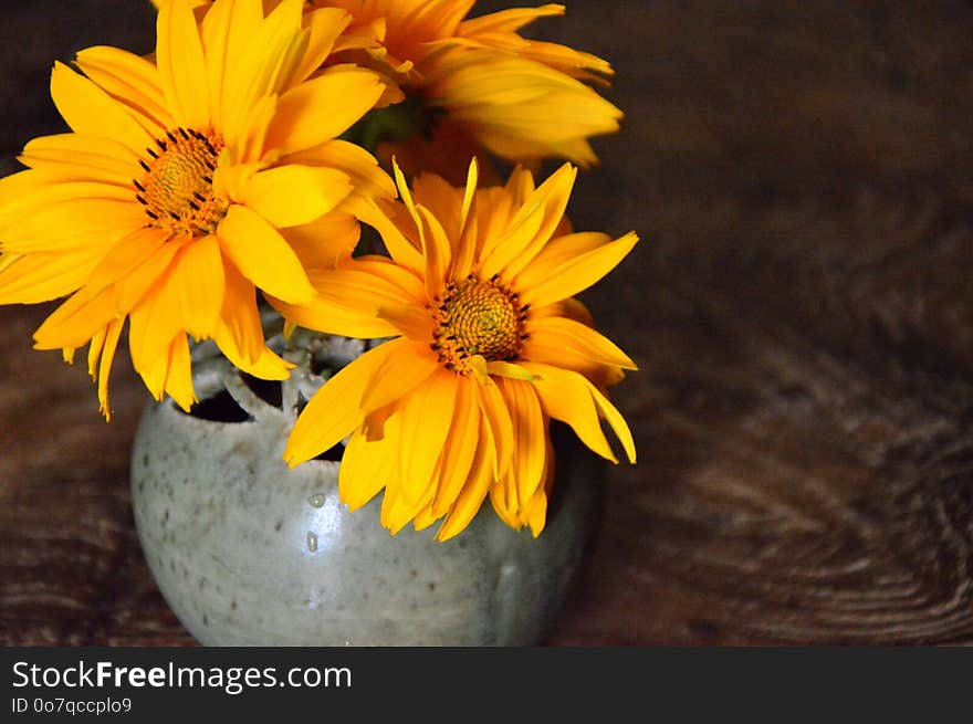 Flower, Yellow, Still Life Photography, Wildflower