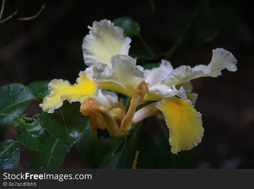 Flower, Plant, Flowering Plant, Flora