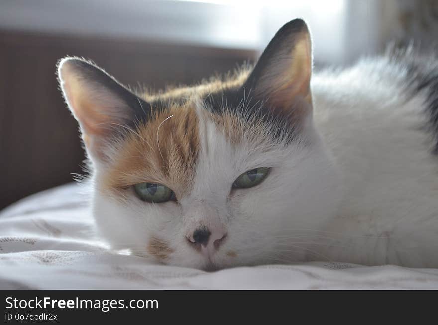 Cat, Face, Whiskers, Small To Medium Sized Cats