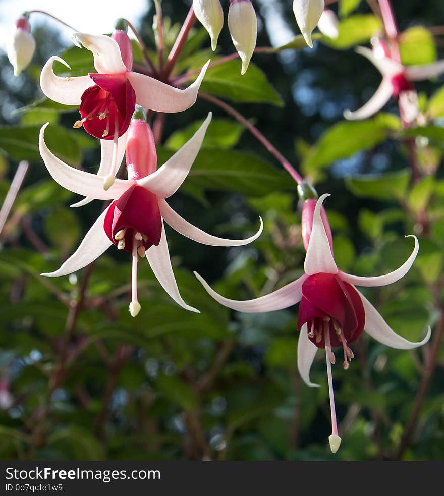 Flower, Plant, Flora, Flowering Plant