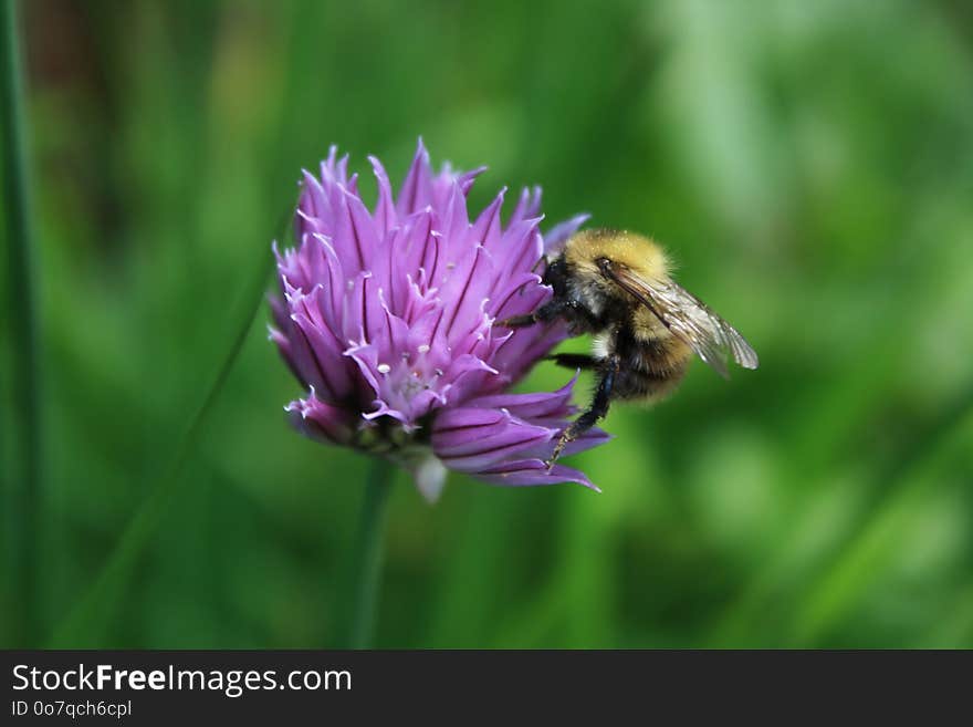 Bee, Honey Bee, Flower, Purple