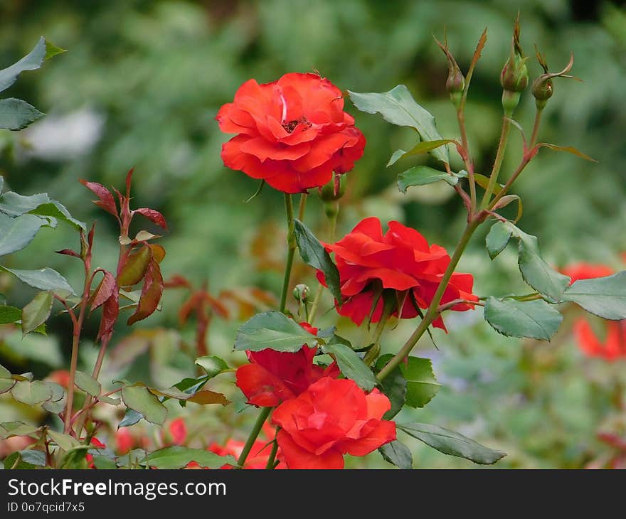 Flower, Rose Family, Rose, Flowering Plant