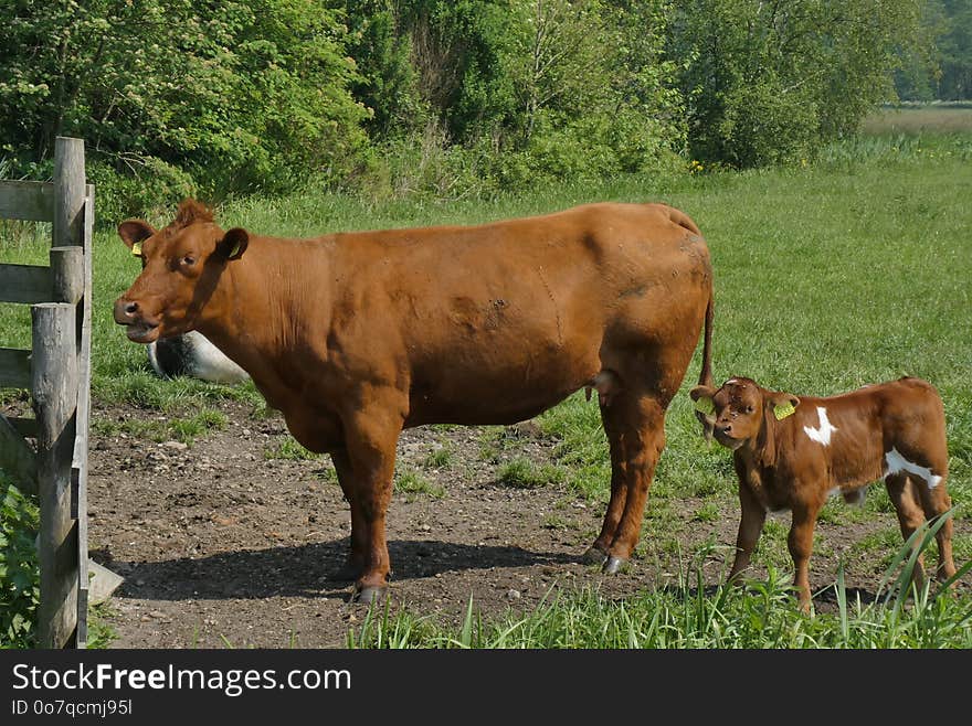 Cattle Like Mammal, Pasture, Grazing, Grass