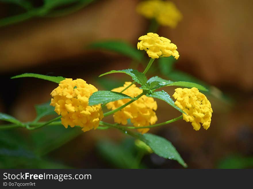 Yellow, Flower, Flora, Lantana Camara