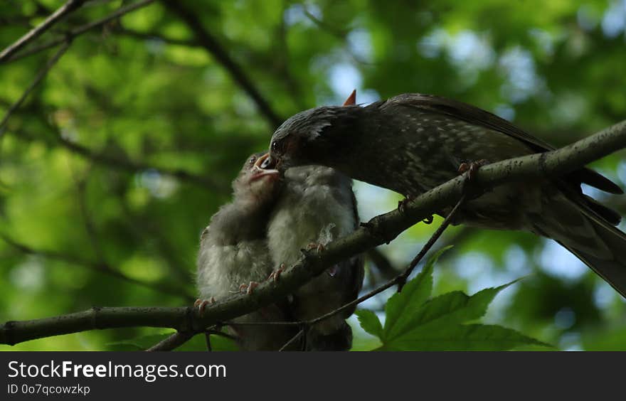 Bird, Beak, Fauna, Ecosystem