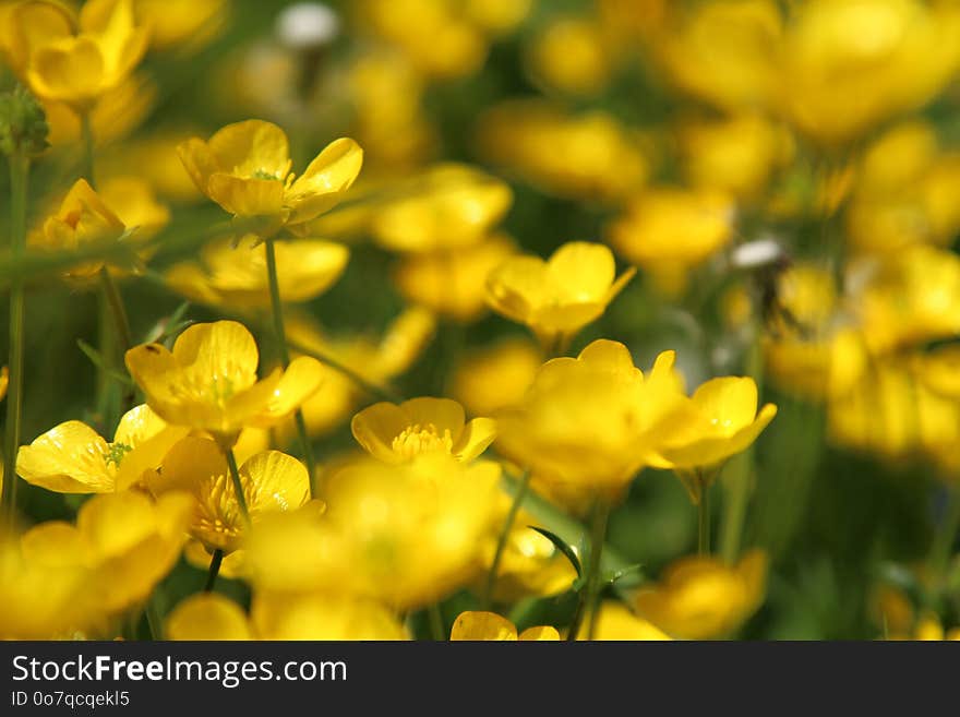 Flower, Yellow, Rapeseed, Mustard Plant