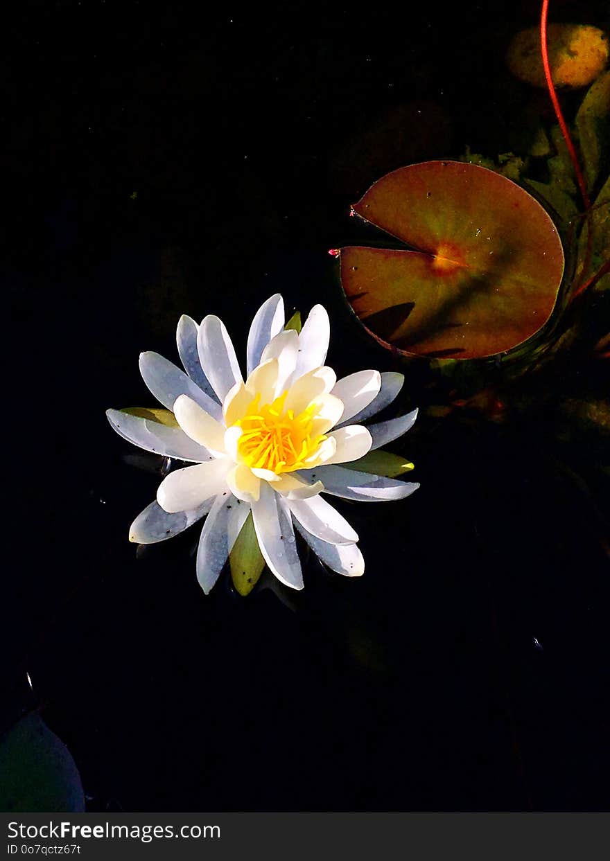 Flower, Flora, Yellow, Plant