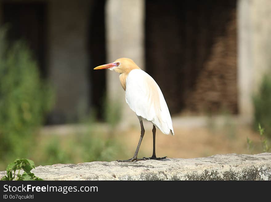 Bird, Beak, Ibis, Egret