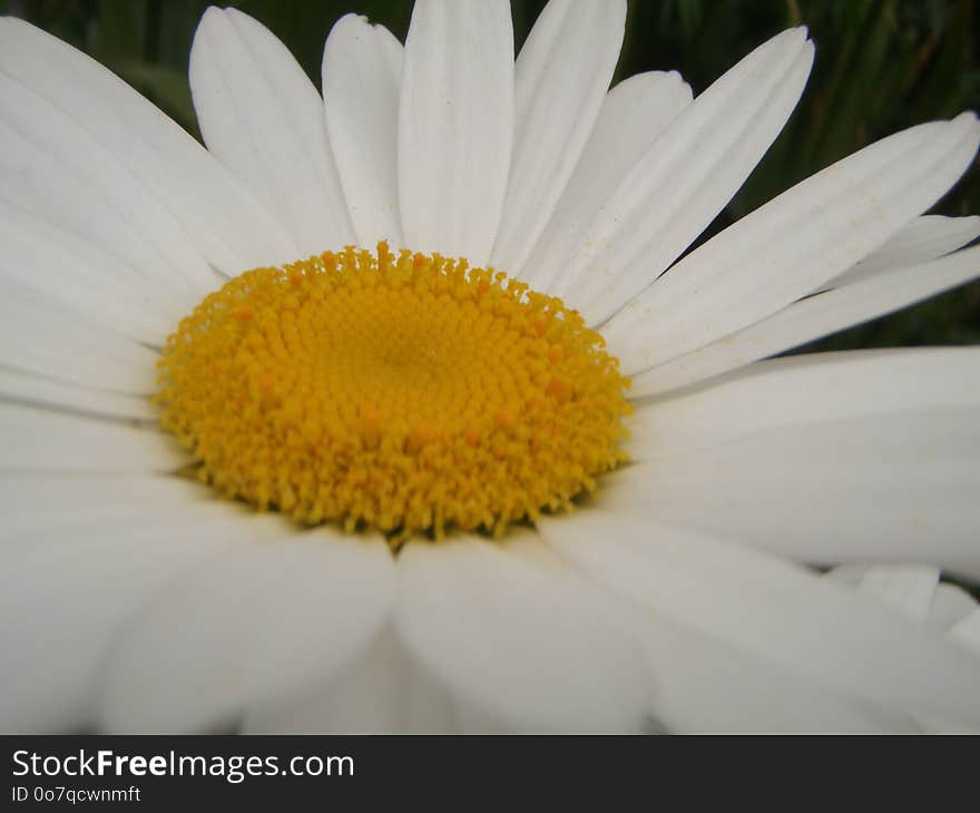 Flower, Oxeye Daisy, Yellow, Flora