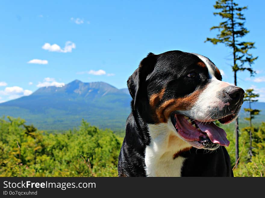 Dog, Dog Breed, Greater Swiss Mountain Dog, Dog Like Mammal