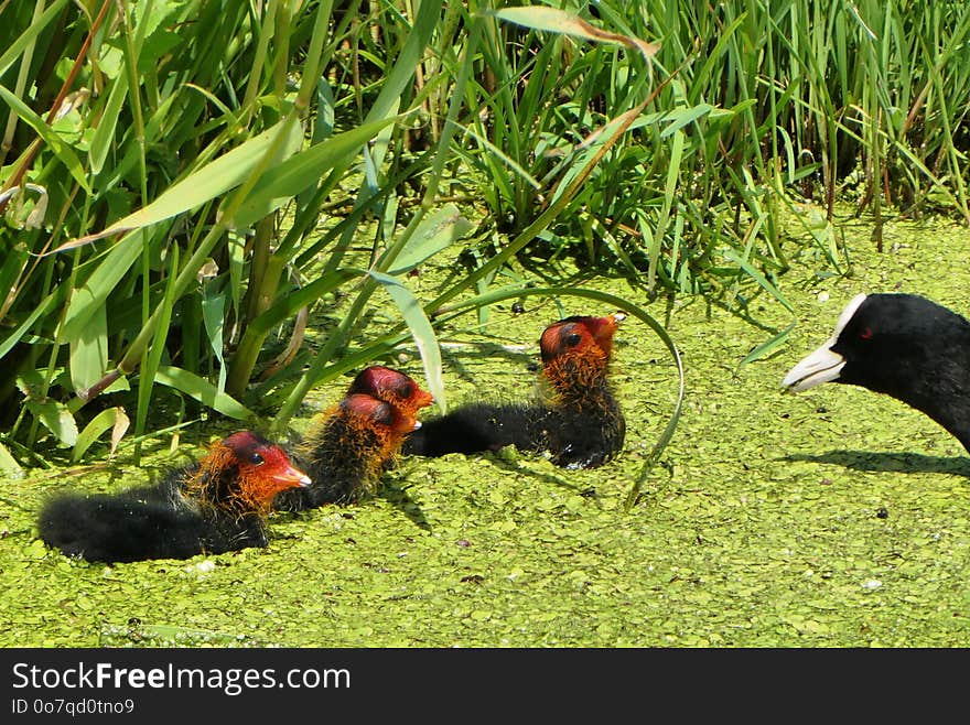 Bird, Ecosystem, Fauna, Galliformes