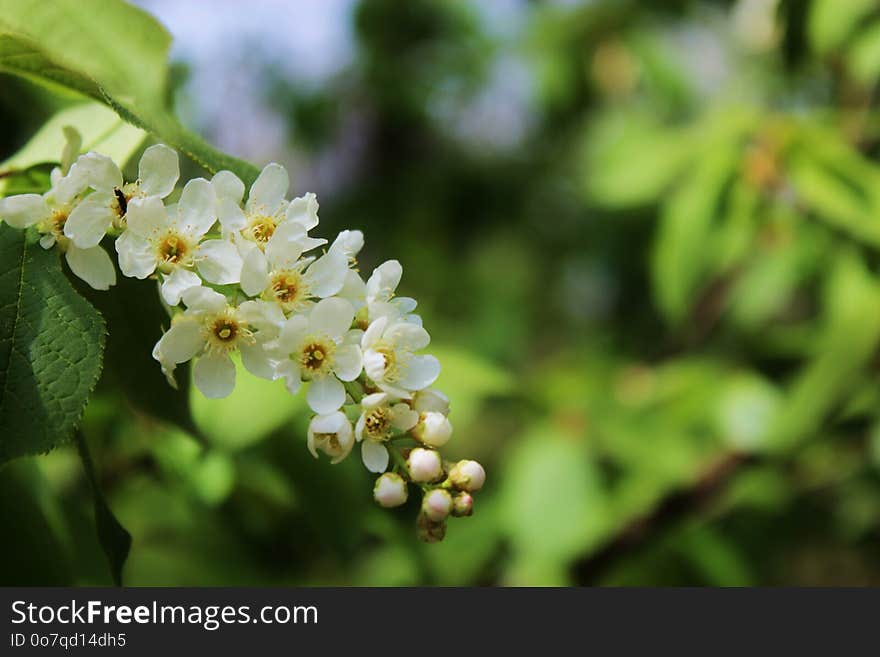 Branch, Blossom, Spring, Plant