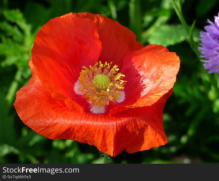 Flower, Wildflower, Poppy, Poppy Family