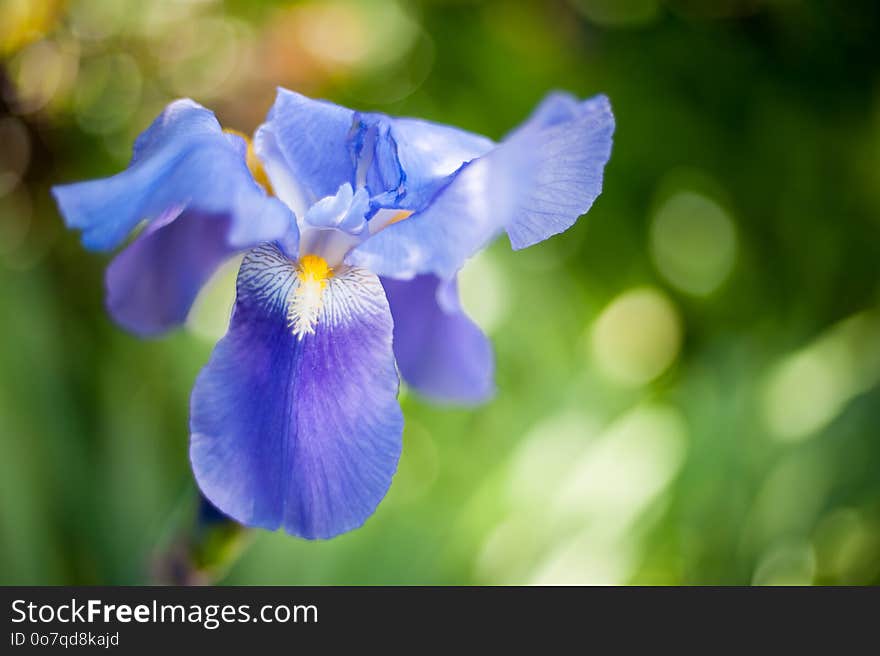 Flower, Flowering Plant, Wildflower, Petal