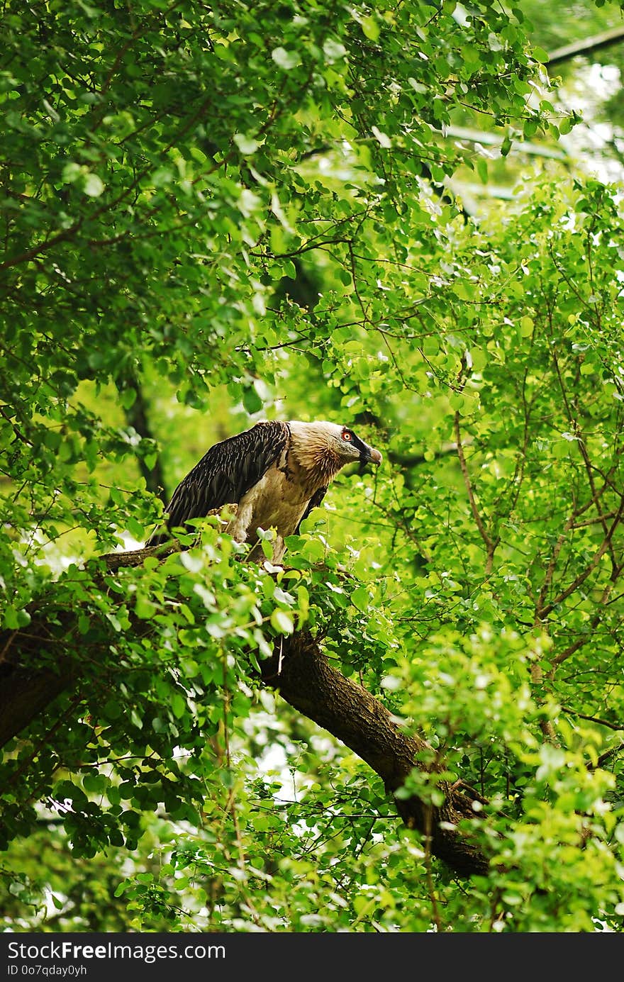 Bird, Ecosystem, Fauna, Nature Reserve