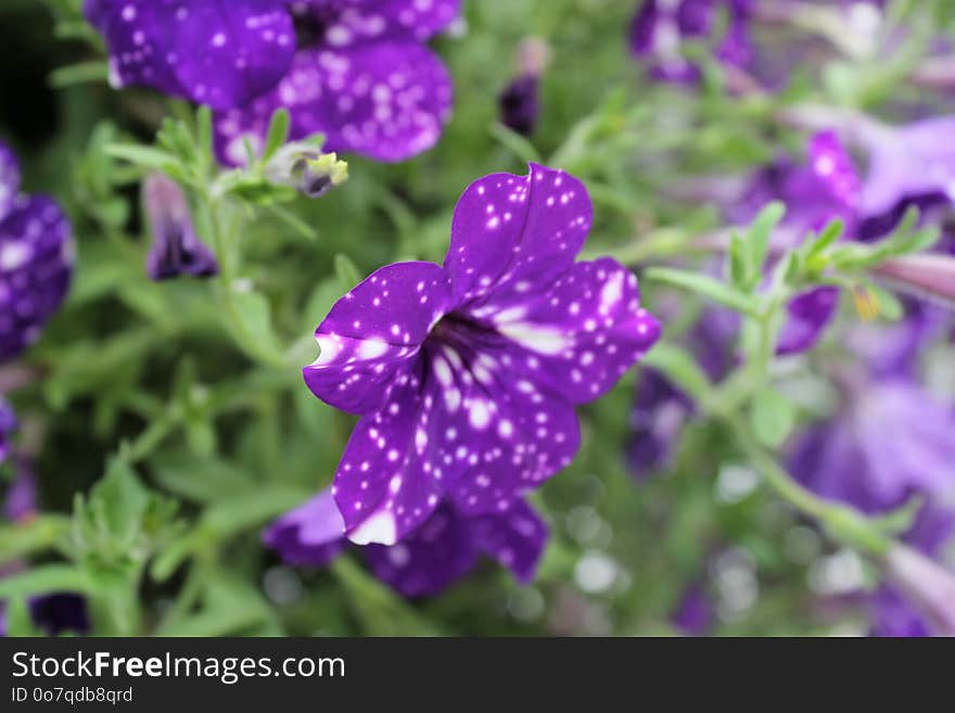 Flower, Plant, Purple, Flora