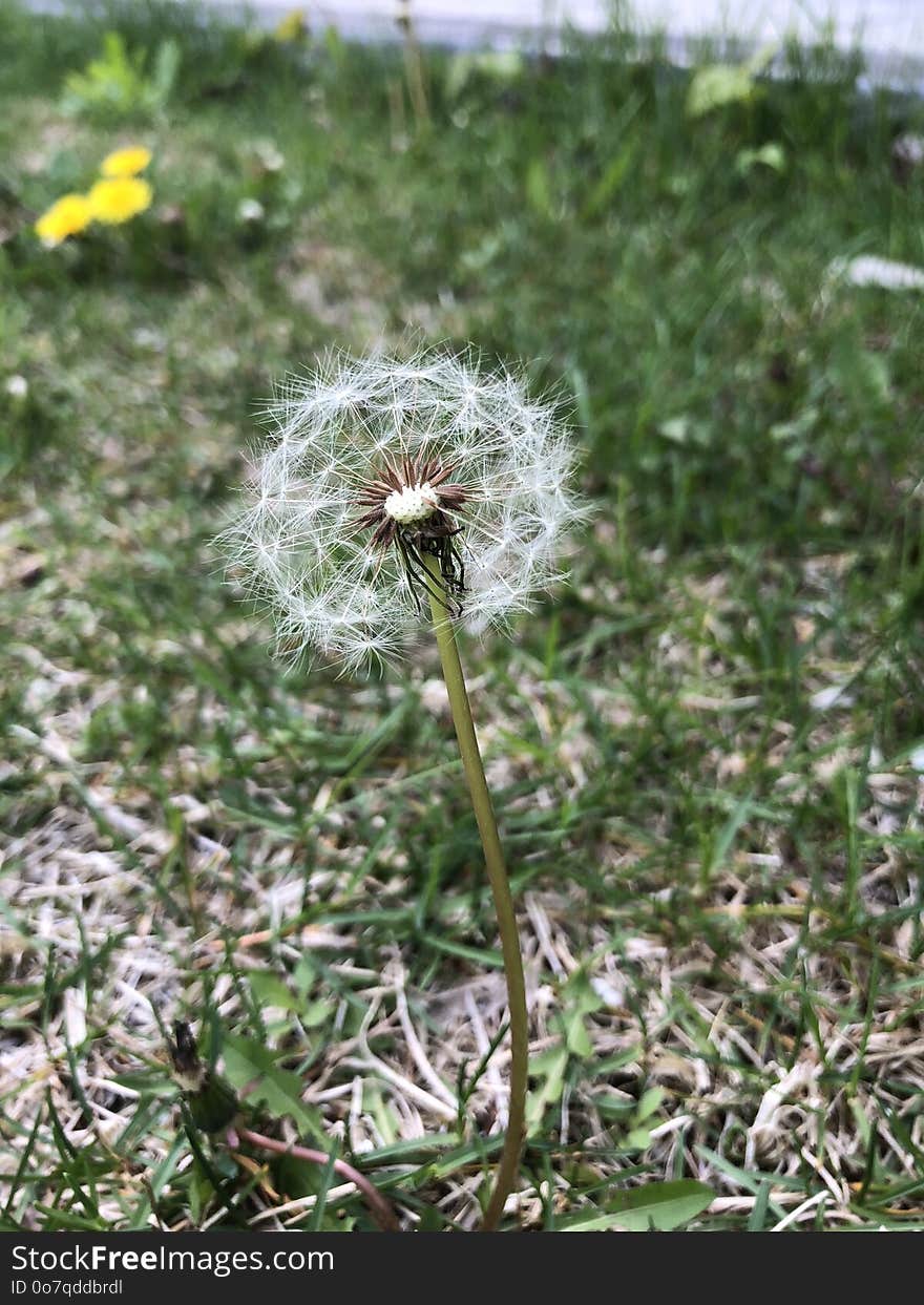 Plant, Flower, Flora, Dandelion