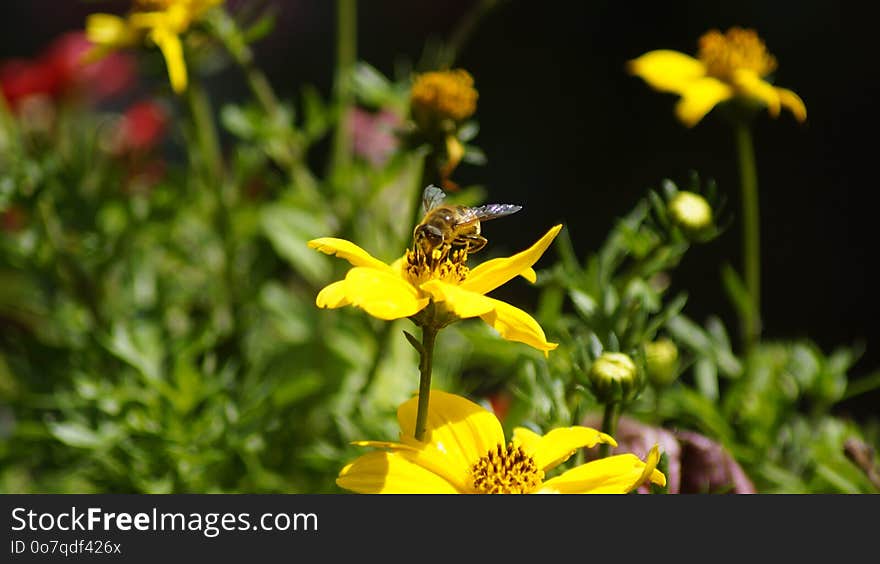 Flower, Bee, Honey Bee, Yellow