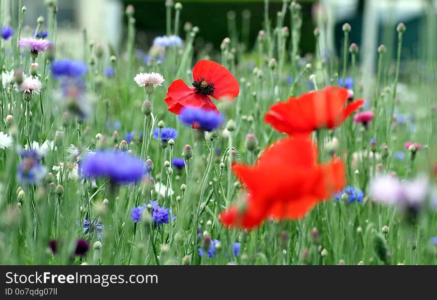 Flower, Wildflower, Meadow, Field