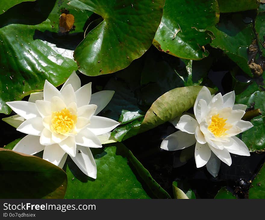 Flower, Plant, Flora, Aquatic Plant