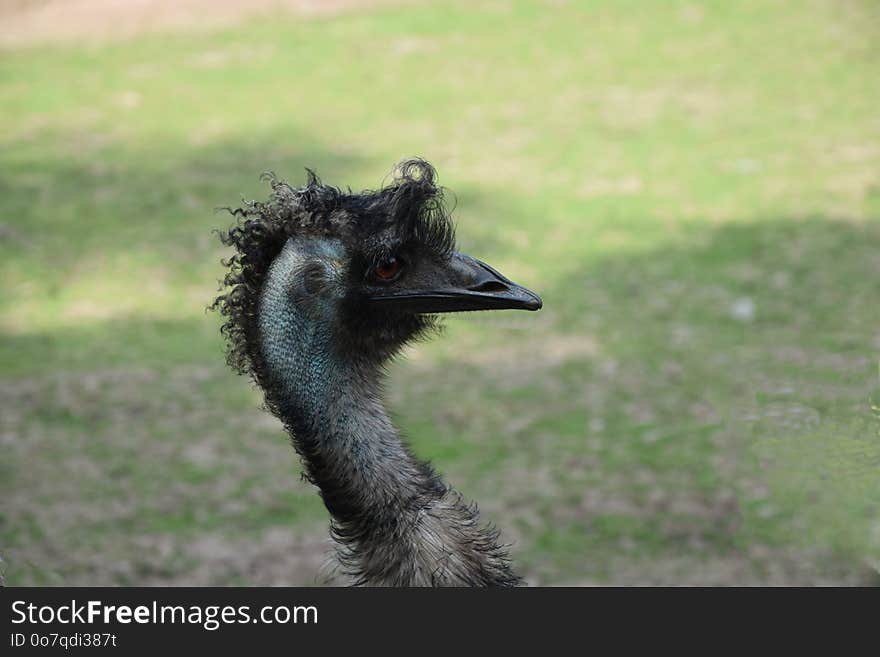 Emu, Ratite, Bird, Ostrich