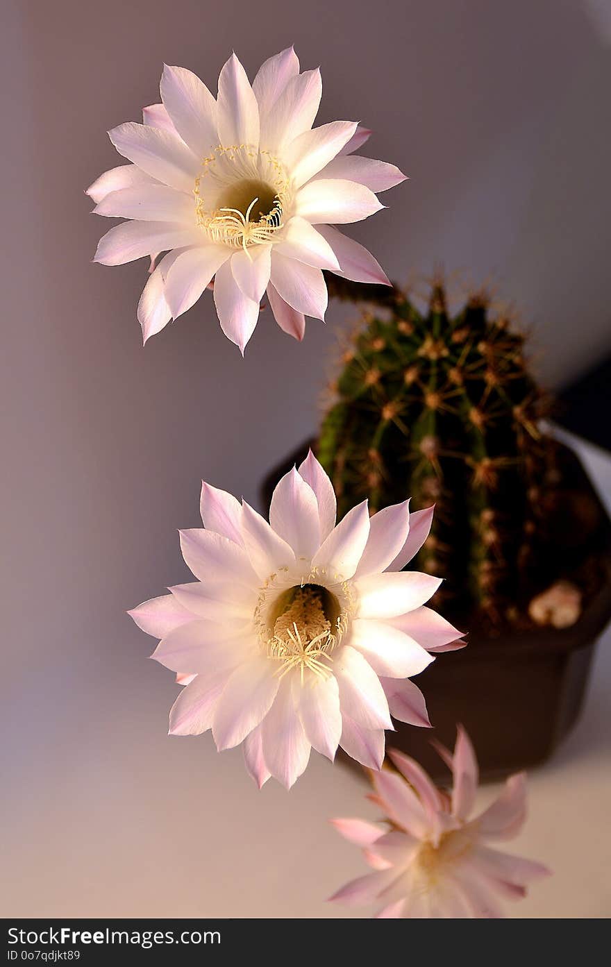 Flower, Plant, Pink, Flowering Plant