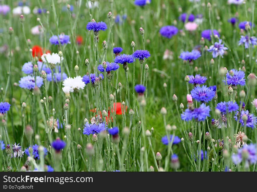 Flower, Plant, Grass, Wildflower