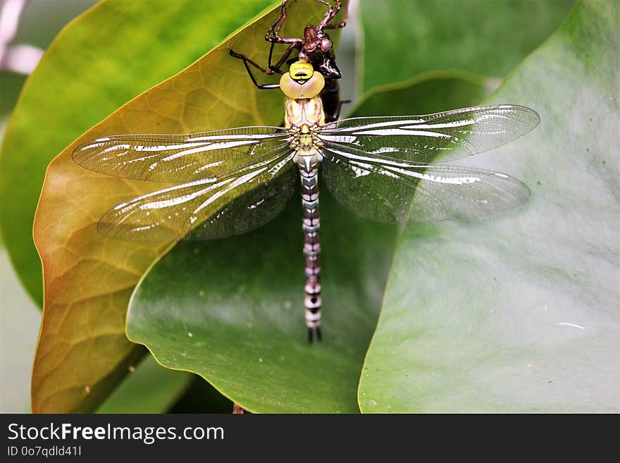 Insect, Dragonfly, Dragonflies And Damseflies, Invertebrate