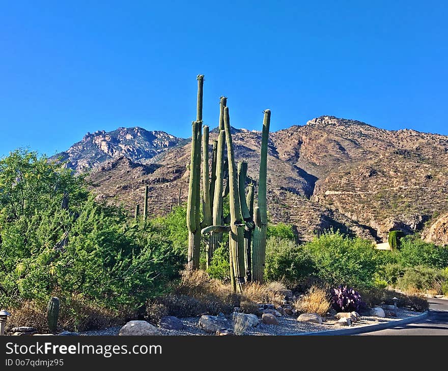 Vegetation, Mountain, Sky, Tree