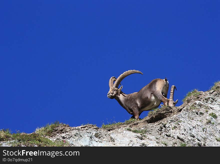 Fauna, Wildlife, Sky, Horn