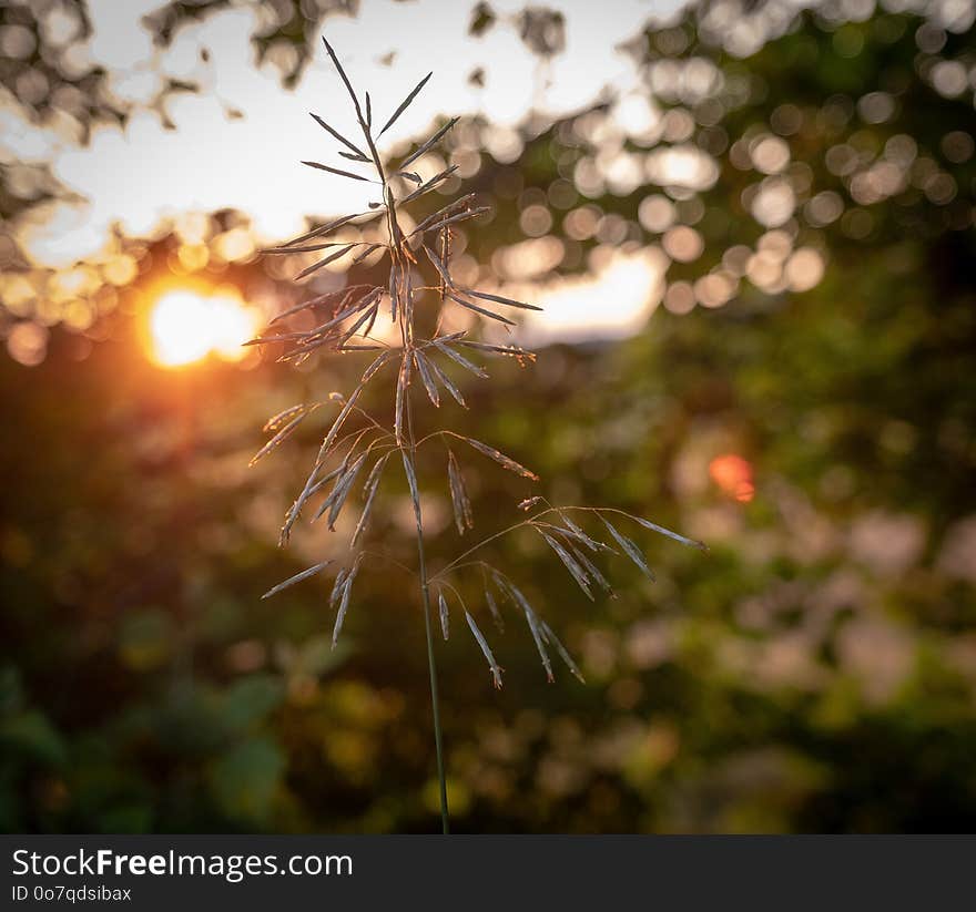 Nature, Branch, Flora, Leaf