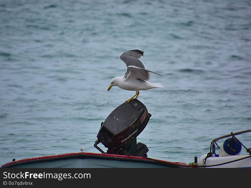 Bird, Water, Seabird, Sea